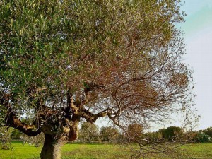 Xylella1-300x225