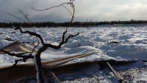 vigneti abbattuti dalla neve di gennaio