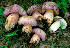 boletus-pulchrotinctus