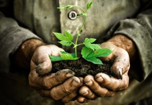 Old man hands holding a green young plant. Symbol of spring and ecology concept