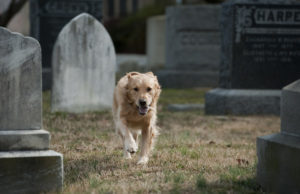 UNITED STATES - FEBRUARY 23:  Henry, a Golden Retriever, makes his way through Historic Congressional Cemetery in Southeast.  Dog owners are able to become members of the cemetery and use it as place to walk their dogs. (Photo By Tom Williams/CQ Roll Call)