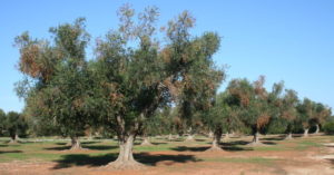 xylella