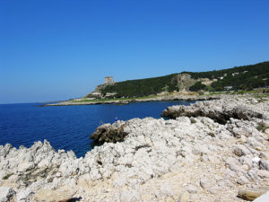 mare-nardo